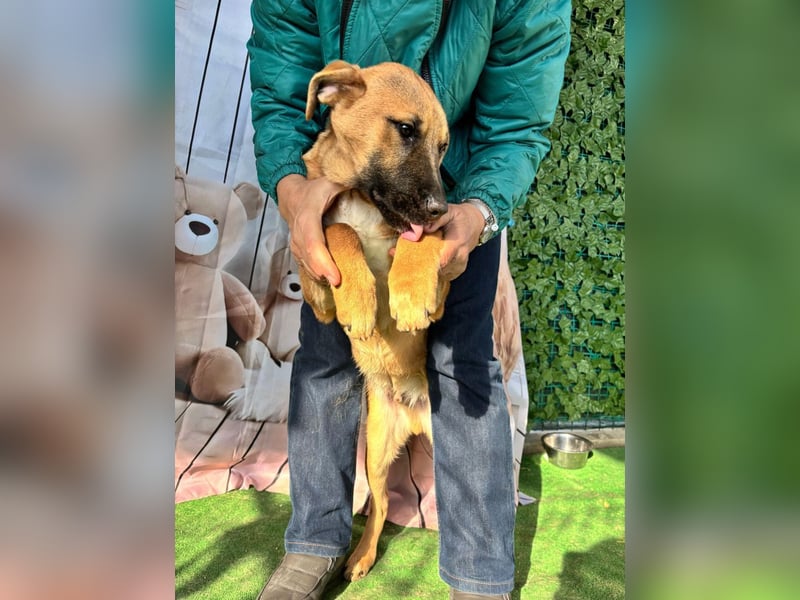 KNOX- sehr menschenbezogen, verschmust, liebesbedürftig bereit für seine Für-immer-Familie