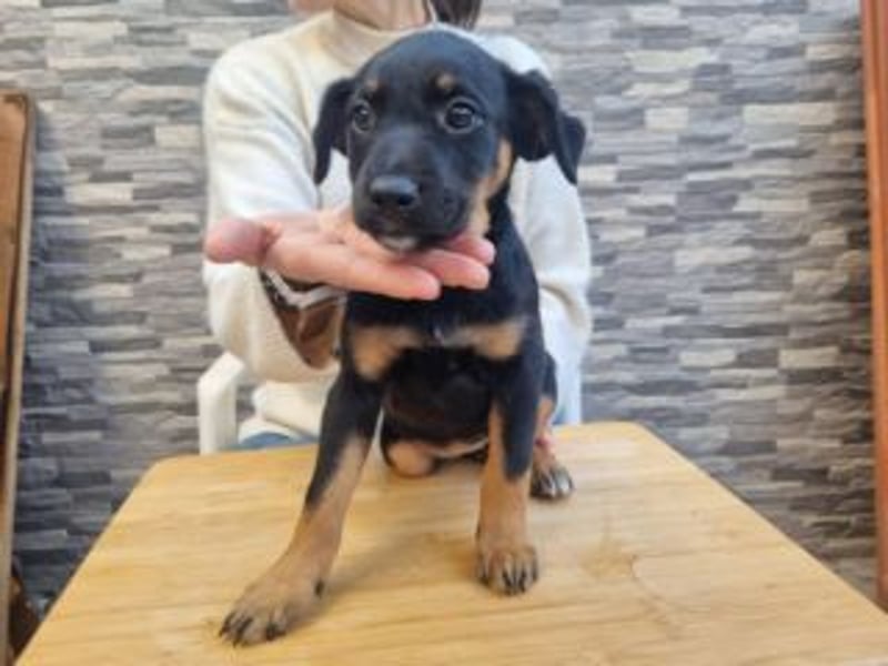 PATITA-kleine Pfoten suchen großes Glück