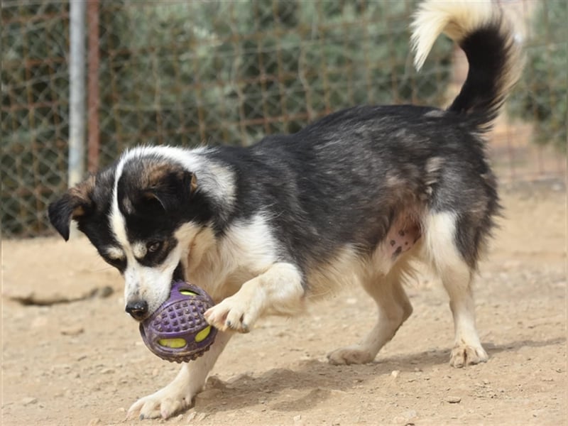 MUCKI - geselliges Kerlchen