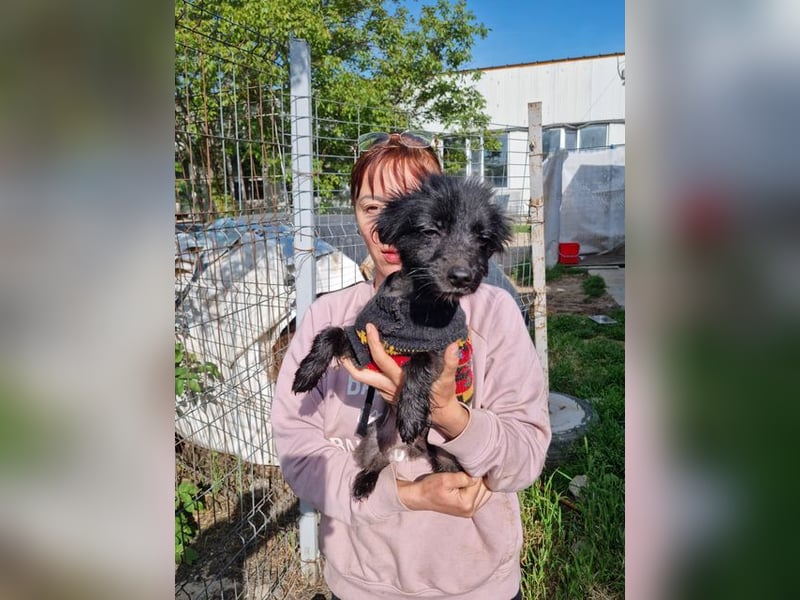 Herzallerliebste DAISY- wartet sehnsüchtig auf eine liebevolle Familie