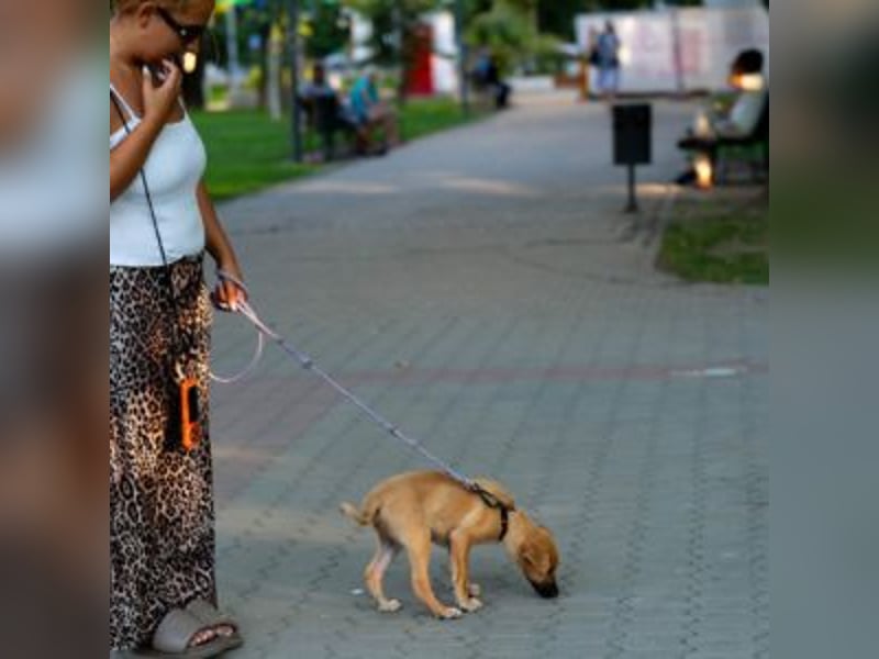 SCOOBY-Kleine Pfoten und riesiges Herz – Scooby sucht sein Für-immer-Zuhause