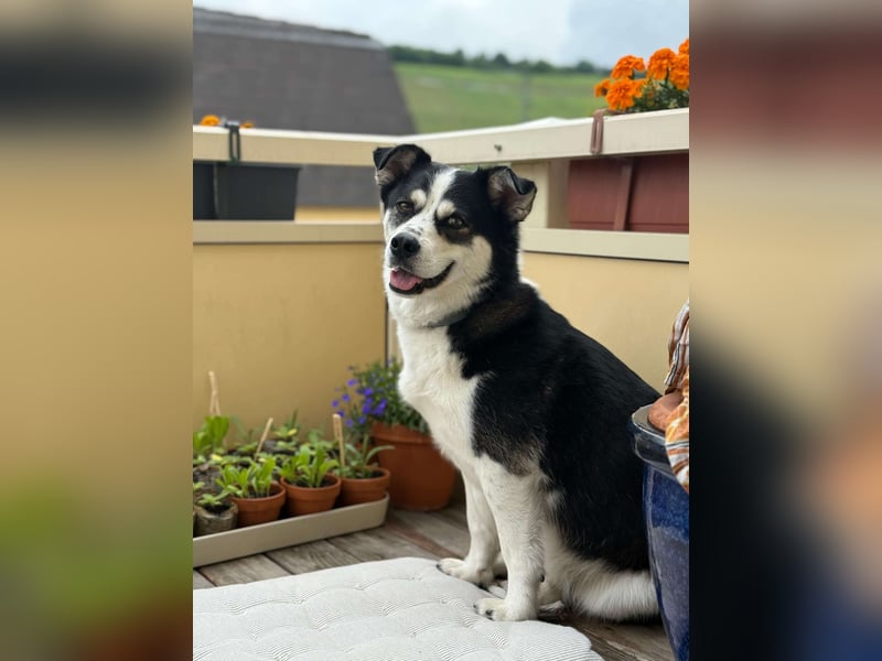 MUCKI - geselliges Kerlchen