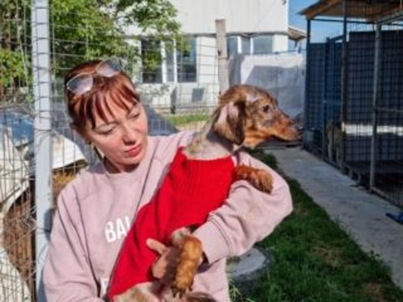 TUCKER-zarter, liebenswerter kleiner Hundebub