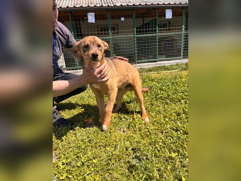 GUNNER - wer verliebt sich in diesen kleinen Schatz und schenkt ihm ein liebevolles Zuhause?