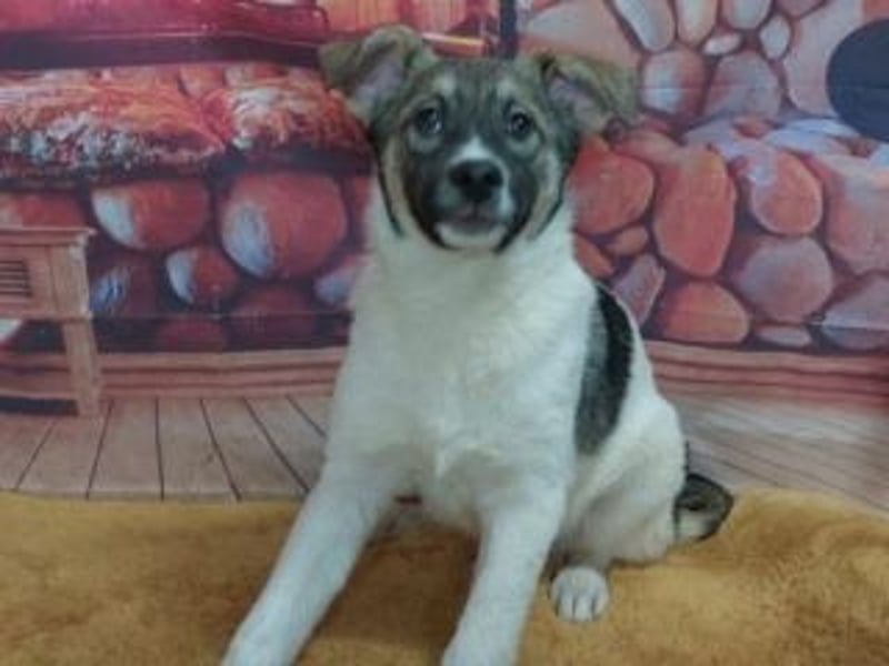 Wer möchte-LUCY-mit Geduld, Humor und Konsequenz den Weg in ein glückliches Leben zu ermöglichen?