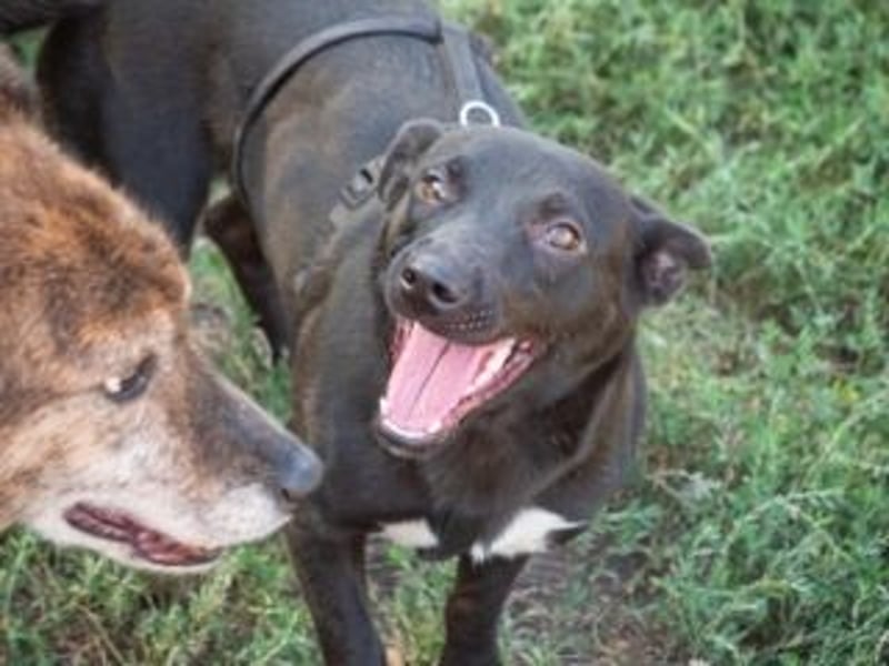 Shannon-Neugierig und doch ein bisschen vorsichtig