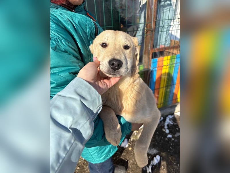 ZOE- verschmust, lieb, menschenbezogen, bereit für ihre liebevolle Für-immer-Familie