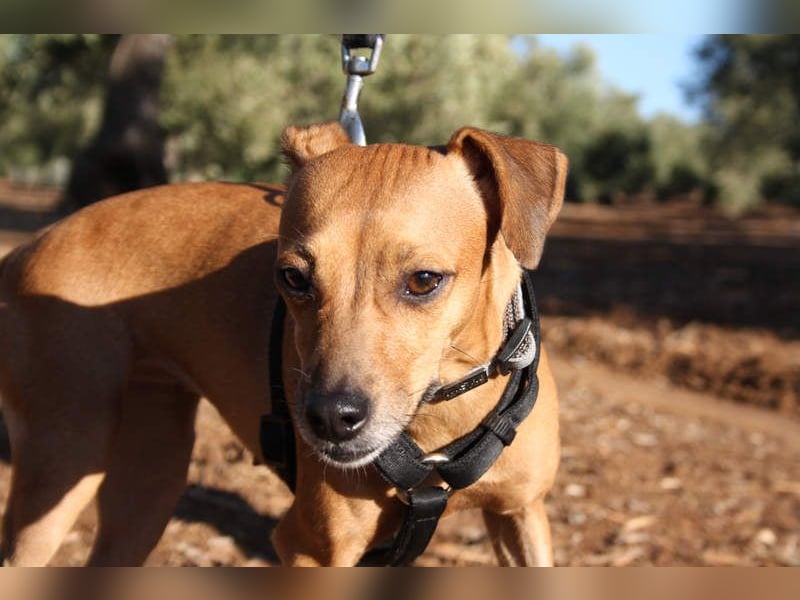 LUNA- pure Lebensfreude trifft mitten ins Herz. Gute-Laune-Mädchen sucht liebevolles Zuhause