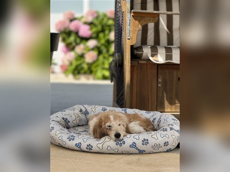 FINLEY-wahrer Engel, tapferer Held