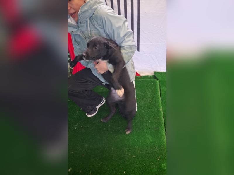 LORETTE - Zuckerschock, die kleine, unscheinbare Lorette sucht liebevolles Für-immer-Zuhause