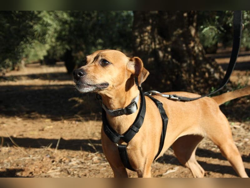 LUNA- pure Lebensfreude trifft mitten ins Herz. Gute-Laune-Mädchen sucht liebevolles Zuhause