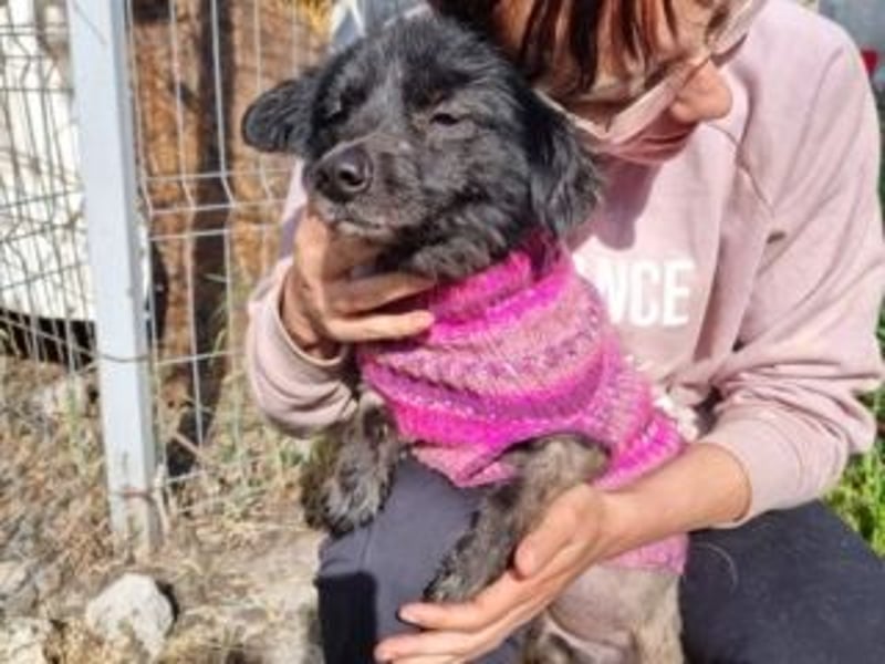 NERO-freundlicher, wenn auch noch etwas schüchterner junger Hund