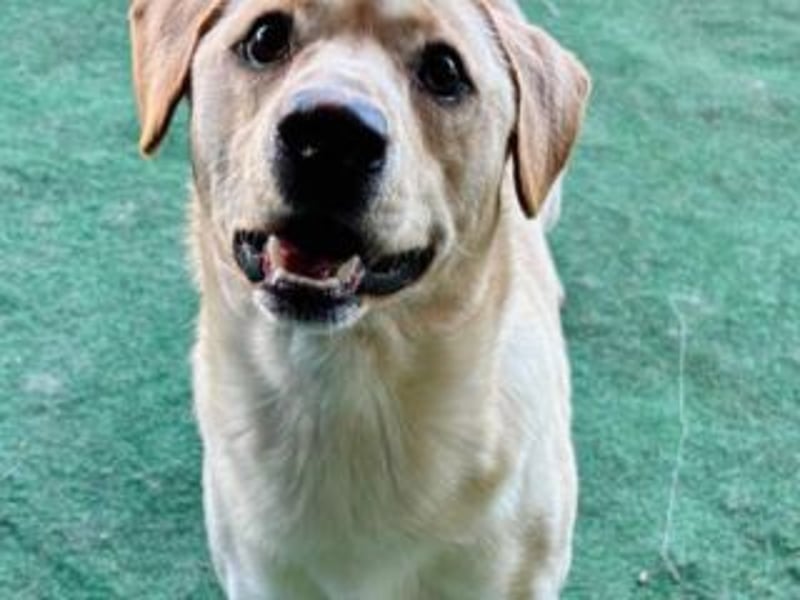 NEMO-sehr verspieltes lustiges kleines Kerlchen