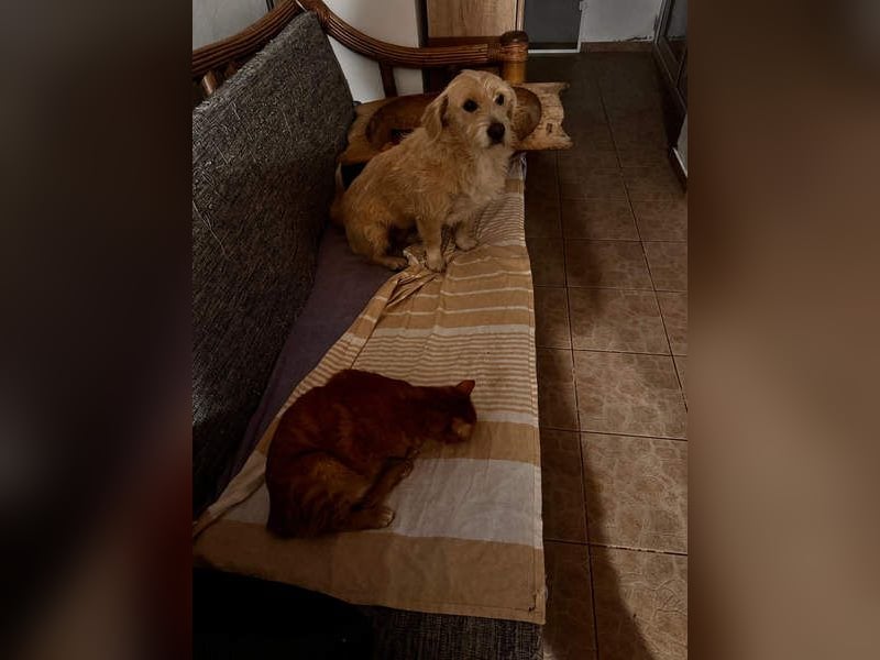 Süße JUNO sucht ihre liebevolle Für-immer-Familie