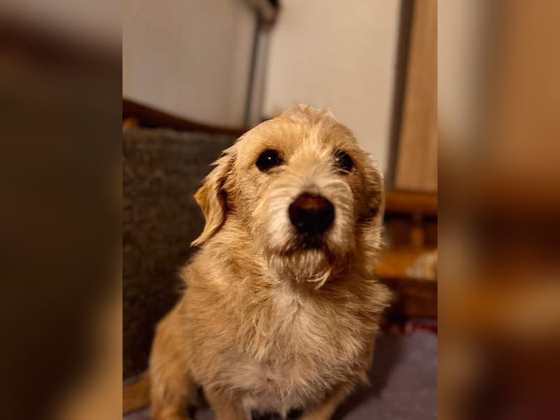 Süße JUNO sucht ihre liebevolle Für-immer-Familie