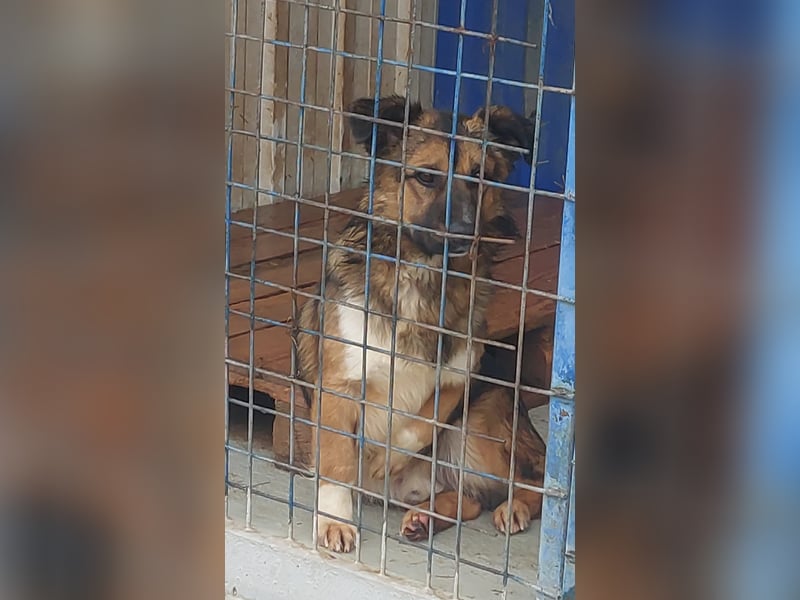 Zuckersüßer BORIS-lieb zutraulich und wartet ganz besonders auf seine liebevolle Für-immer-Familie