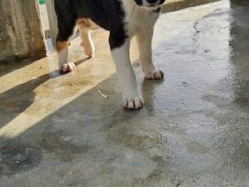 SAGA-wächst zu einem neugierigen und verspielten Hundekind heran
