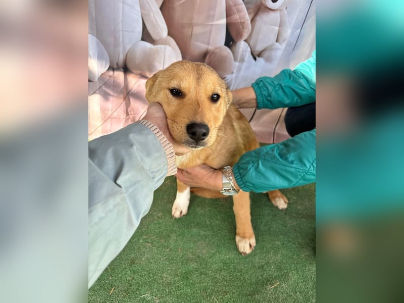 Hübsche IRIS-verschmust, liebesbedürftig sucht sie dringend ihr liebevolles Für-immer-Zuhause