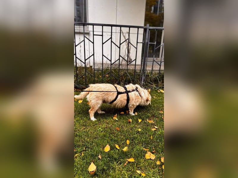 Süße JUNO sucht ihre liebevolle Für-immer-Familie