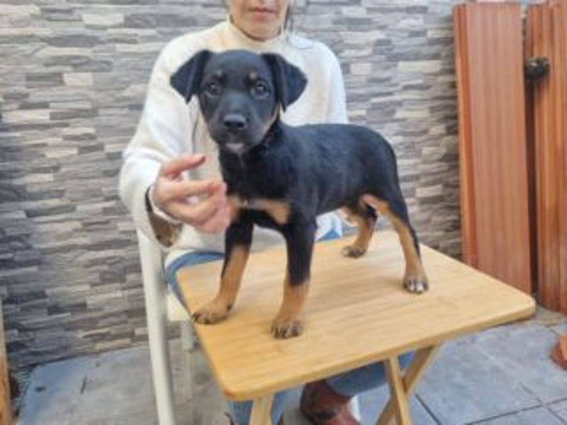 PATITA-kleine Pfoten suchen großes Glück