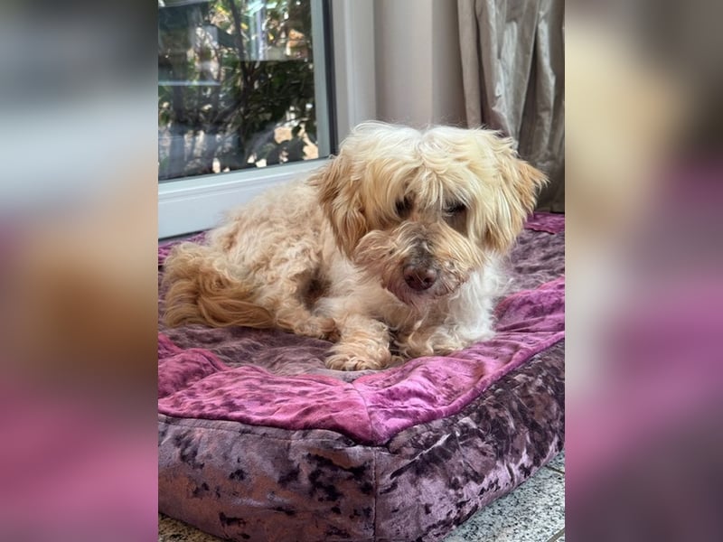 JHONNY-wahrer Schatz auf 4 Pfoten erobert alle Herzen, wartet sehnsüchtig auf sein Für-immer-Zuhause