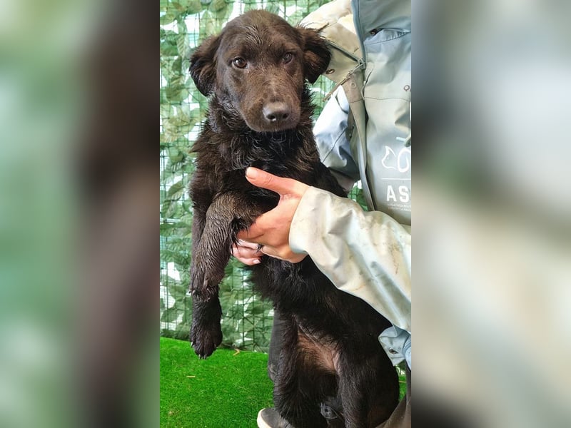 Freundliche MAGGY- wartet auf gepacktem Köfferchen auf ihre liebevolle Familie