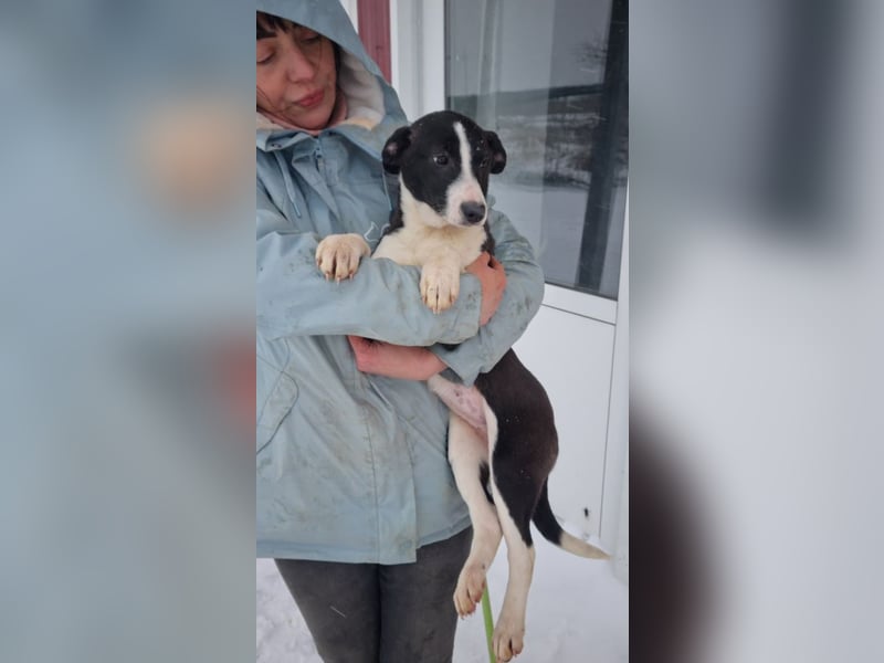 LEONIE-Sanfte BELLA-fristet in Kälte und Lärm ihr Dasein-wer hat ein liebevolles Für-immer-Zuhause?