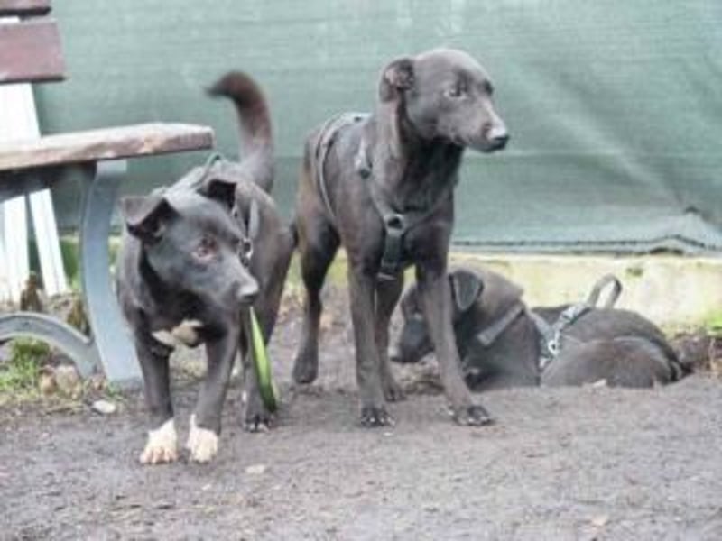 Shannon-Neugierig und doch ein bisschen vorsichtig