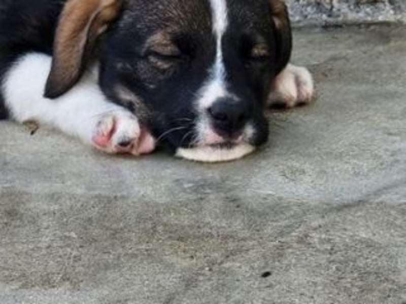 SAGA-wächst zu einem neugierigen und verspielten Hundekind heran