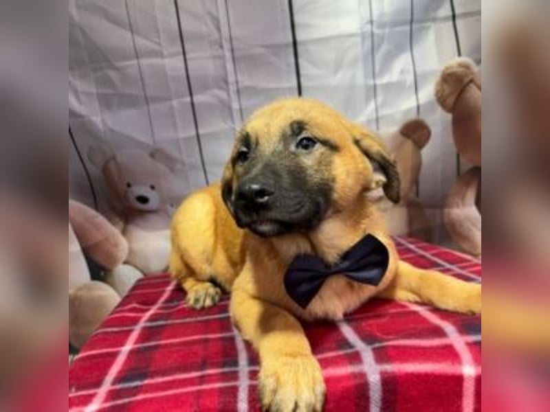 ZORRO-möchte IHR neues Familienmitglied werden!