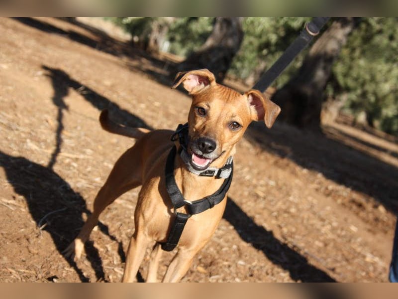 LUNA- pure Lebensfreude trifft mitten ins Herz. Gute-Laune-Mädchen sucht liebevolles Zuhause