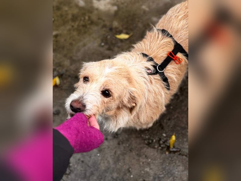 Süße JUNO sucht ihre liebevolle Für-immer-Familie