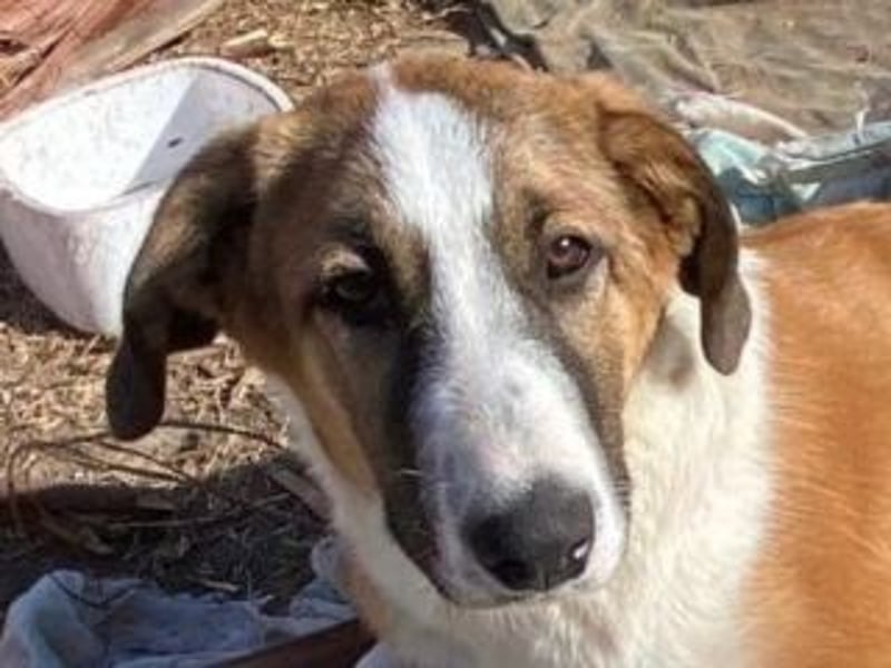 SPARTA-ist gerne mittendrin statt nur dabei und liebt es zu kuscheln und zu schmusen