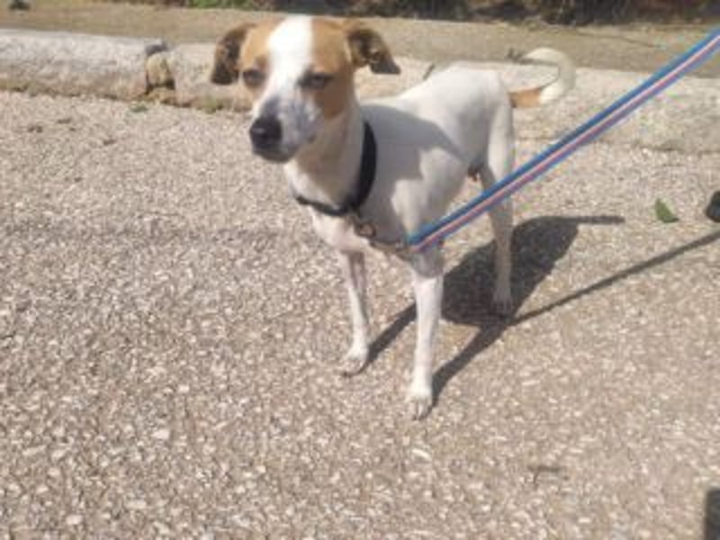 MARTA-kleine Hündin mit einem großen Herzen