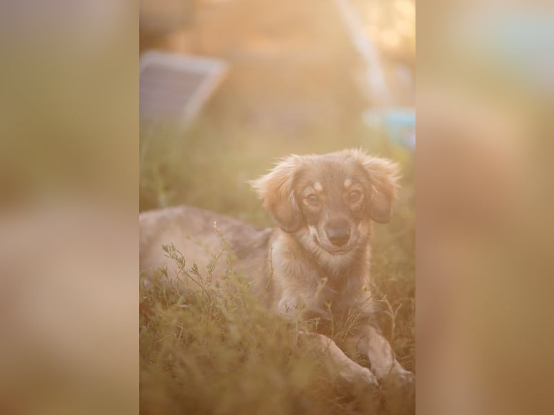 FELIA -wartet im Tierheim 79312 Emmendingen auf ihr liebevolles Für-immer-Zuhause