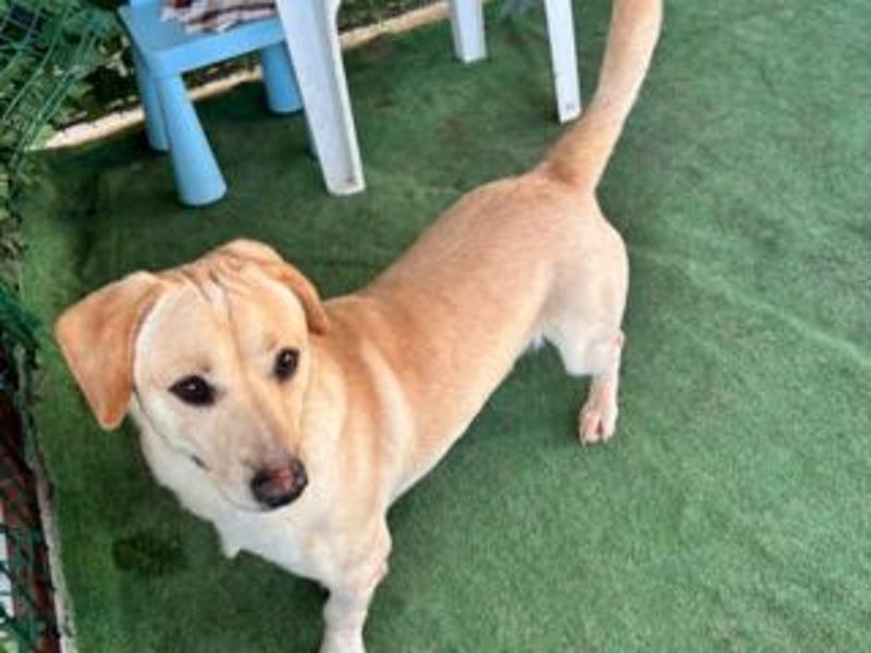 NEMO-sehr verspieltes lustiges kleines Kerlchen