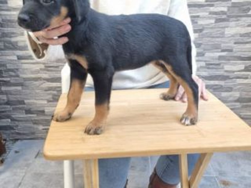 PATITA-kleine Pfoten suchen großes Glück