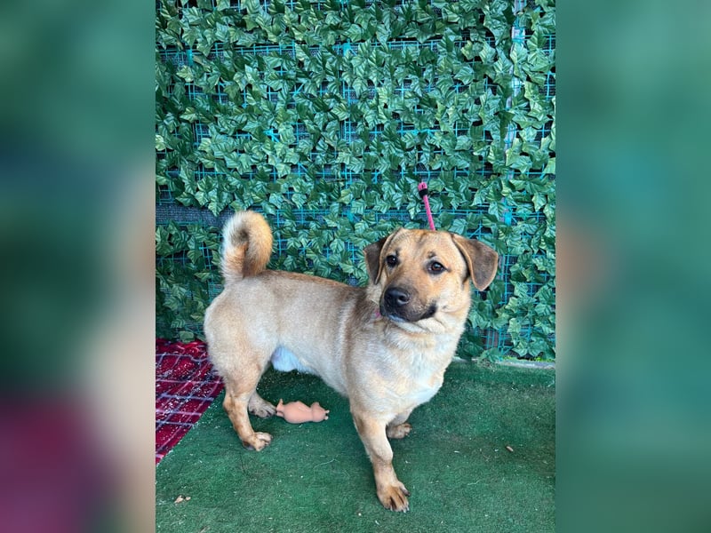 Niedlicher PACO-zutraulich, verschmust, liebenswert, den Menschen zugetan sucht sehnsüchtig Zuhause