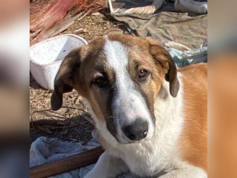 SPARTA-ist gerne mittendrin statt nur dabei und liebt es zu kuscheln und zu schmusen