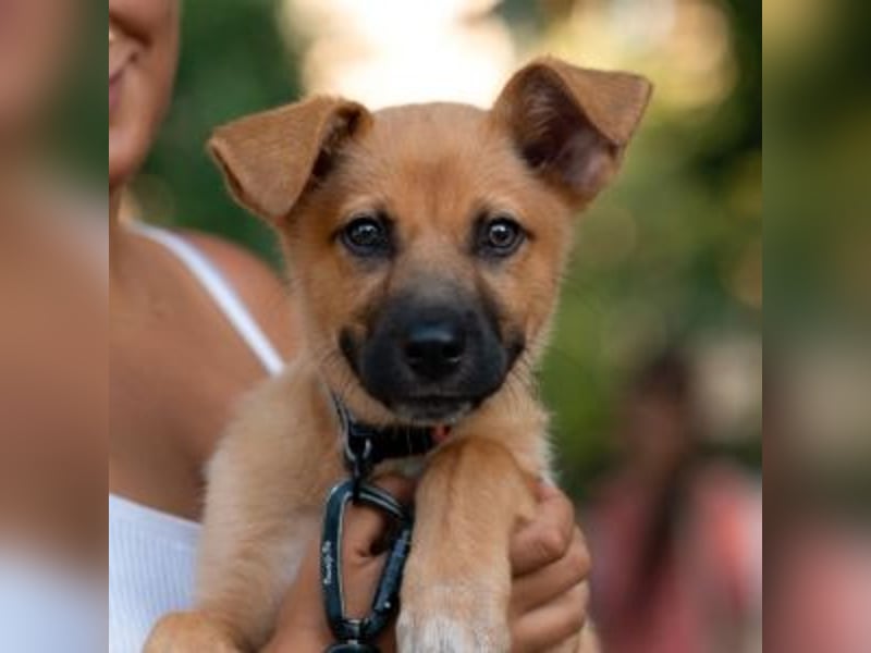 SCOOBY-Kleine Pfoten und riesiges Herz – Scooby sucht sein Für-immer-Zuhause