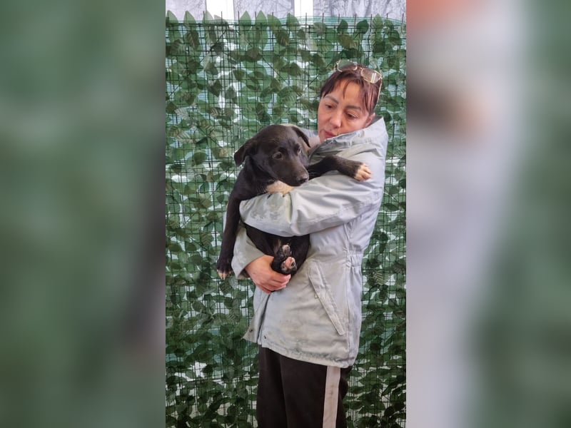 LORETTE - Zuckerschock, die kleine, unscheinbare Lorette sucht liebevolles Für-immer-Zuhause