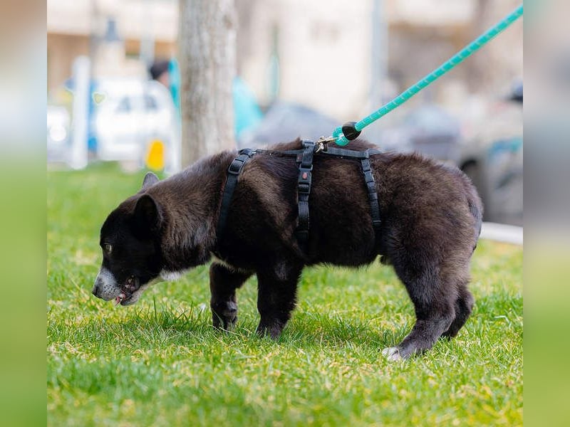 NORR-kleiner Sonnenschein, sehr lieb, ausgeglichen, verspielt, menschenbezogen