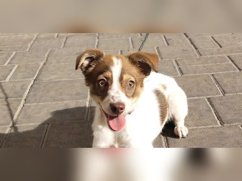 VIOLETA- kleines Mädchen, sozial, verschmust, verspielt sucht liebevolle Familie