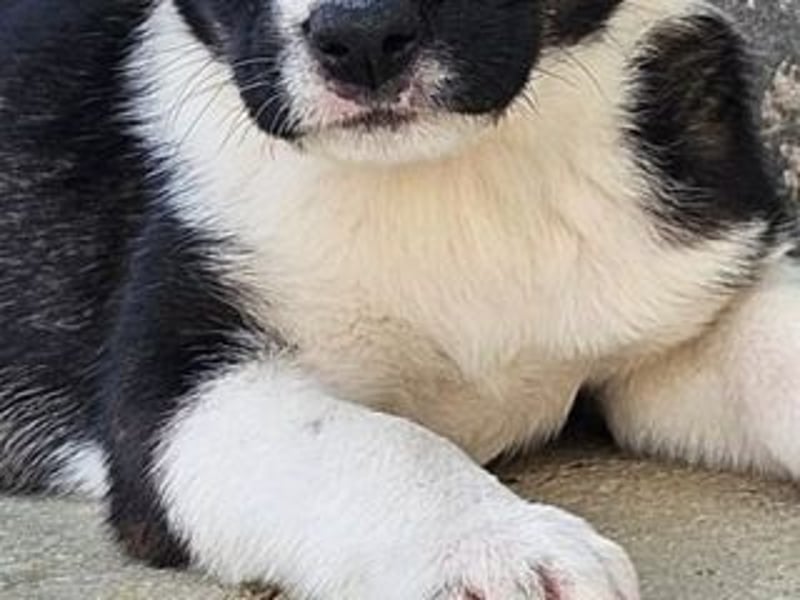 SAGA-wächst zu einem neugierigen und verspielten Hundekind heran