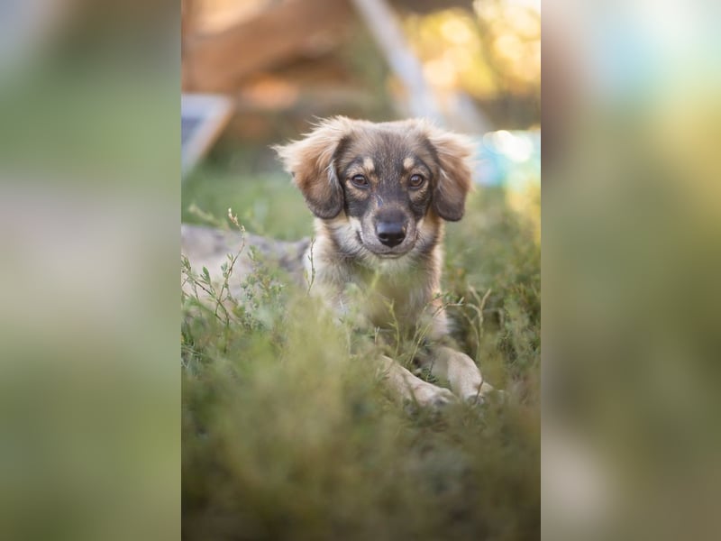 FELIA -wartet im Tierheim 79312 Emmendingen auf ihr liebevolles Für-immer-Zuhause