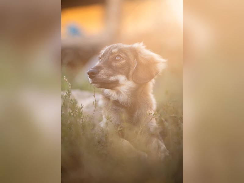 FELIA -wartet im Tierheim 79312 Emmendingen auf ihr liebevolles Für-immer-Zuhause