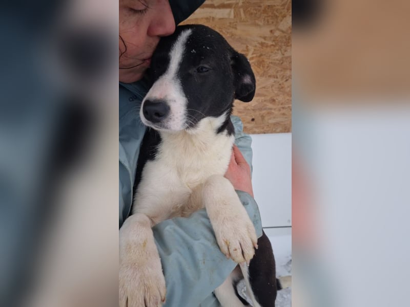 LEONIE-Sanfte BELLA-fristet in Kälte und Lärm ihr Dasein-wer hat ein liebevolles Für-immer-Zuhause?