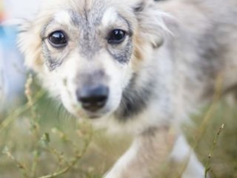 FOXY-eine kleine Hündin, die noch lernen möchte, der Welt zu vertrauen
