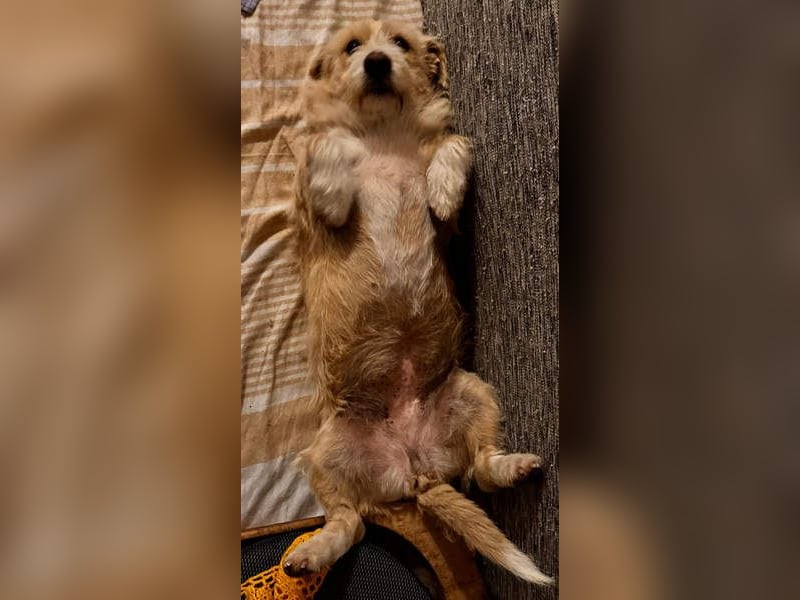 Süße JUNO sucht ihre liebevolle Für-immer-Familie