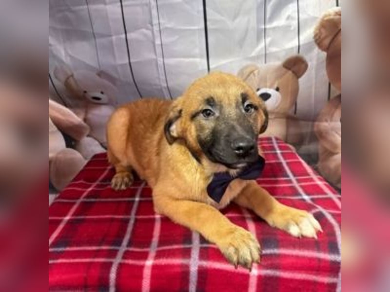 ZORRO-möchte IHR neues Familienmitglied werden!